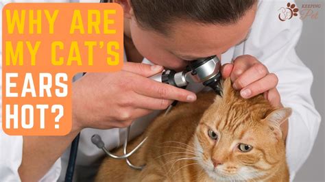 Why Are My Cats Ears Hot 5 Reasons And Solutions For Feline Ear