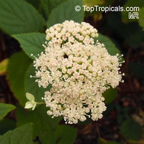 Hydrangea sp., Hydrangea