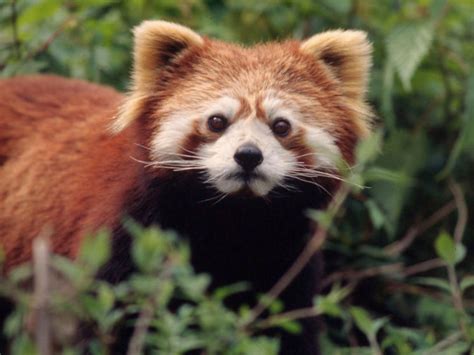 China’s Other Incredible Wildlife | Blog Posts | WWF