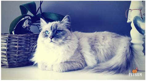 Persian Cat Colors | 7 Persian Coat Color Patterns - Petsium