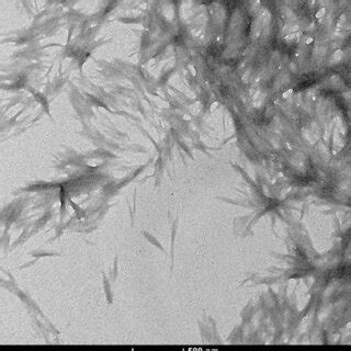 TEM image of cellulose nanocrystals | Download Scientific Diagram