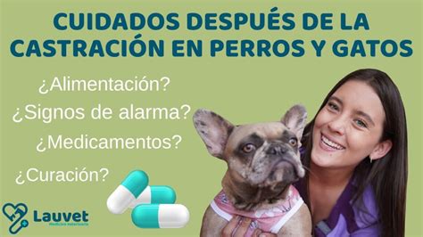 Cuidados posteriores a la esterilización de un perro Arjal