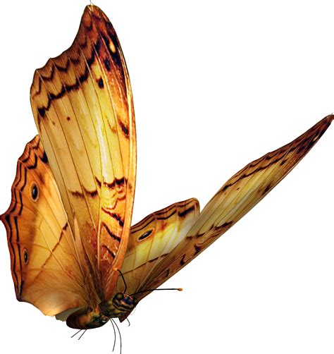 Download Hd Mariposas Png Free Butterfly Photoshop Overlay