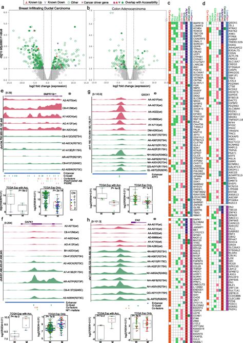 Impact Of Differential Chromatin Accessibility On Gene Expression A