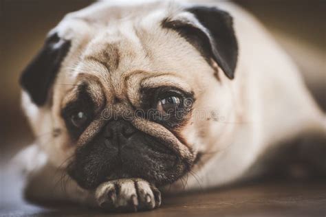 Un Perro Lindo Del Barro Amasado Foto De Archivo Imagen De Mascota