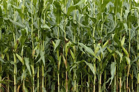 Hd Wallpaper Green Corn Field Nature Cornfield Agriculture Plant