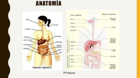 Anatomía del Sistema Digestivo Apuntes Médicos Diego Israel Tipan