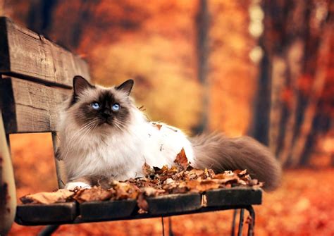 Fall Cat Wallpapers Top Free Fall Cat Backgrounds WallpaperAccess