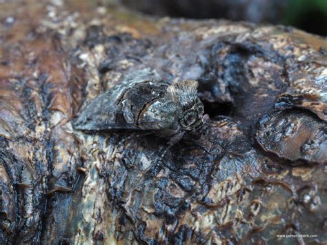 My Moth Night Moth Count 2020 - Pumpkin Beth