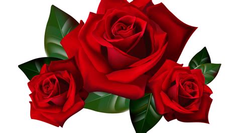 Png Hd Rose Transparent Hd Rosepng Images Pluspng