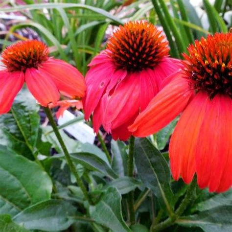 Coneflower Echinacea Artisan™ Collection Red Ombre In The Coneflowers