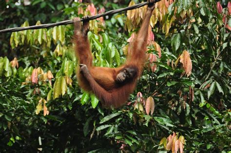 Sandakan Sarang Travel Tours Sepilok Orang Utan Sanctuary Labuk