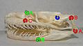 categorypython molurus anatomy wikimedia commons