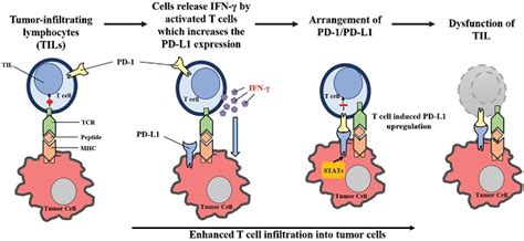 The Roles Of Pd 1pd L1 In The Prognosis And Immunotherapy 56 Off