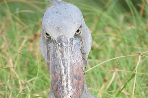 How To Spot The Shoebill And Why Uganda Is The Best Destination To Do