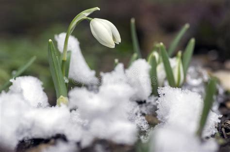 Nivalis De Galanthus Snowdrop Comum Na Flor Flores Bulbosas Da Mola