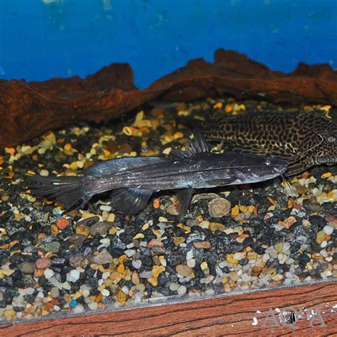 Borneo Dragon Catfish (Hemibagrus olyroides) - Aqua Imports