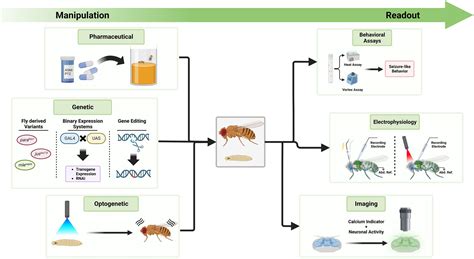 Drosophila Melanogaster As A Versatile Model Organism To Study Genetic