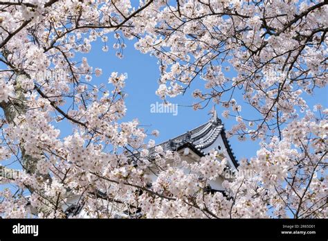 Cherry blossoms at Hikone Castle Stock Photo - Alamy