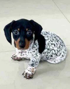 Cream Colored Dachshund Puppies For Sale