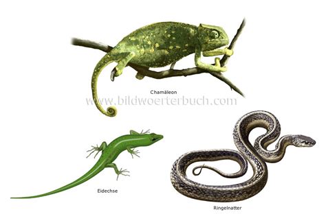 animal kingdom :: reptiles :: examples of reptiles image - Bildwörterbuch