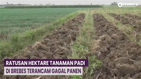 Ratusan Hektare Tanaman Padi Terancam Gagal Panen Akibat Kekeringan Di