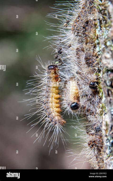 Oak Processionary Catepillars Thaumetopoea Processionea Moving In A