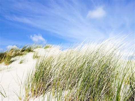 Duinen MJ Klaver Flickr