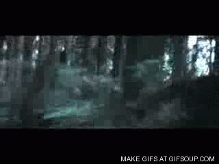 Woods GIF - Find & Share on GIPHY