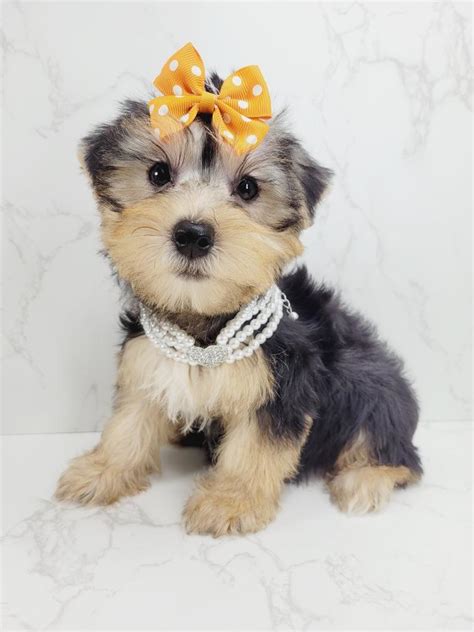 5 Fun Activities With Your Yorkie Puppy Maxies Babies