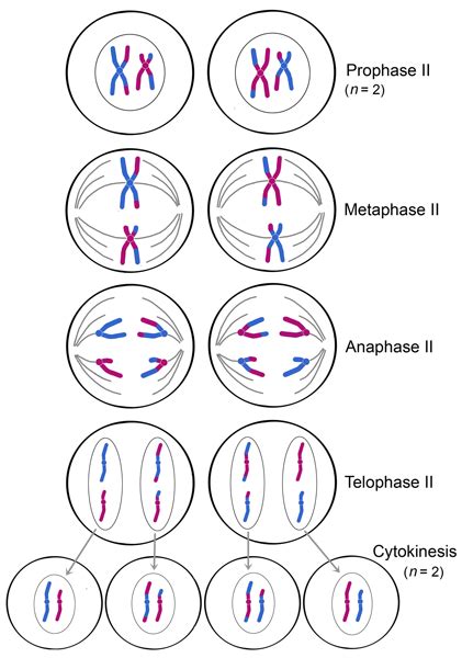 Meiosis Bead Diagram Of Each Phase Meiosis Phases