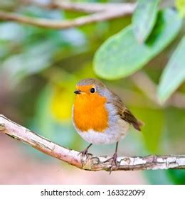 359 Fat robin bird Images, Stock Photos & Vectors | Shutterstock