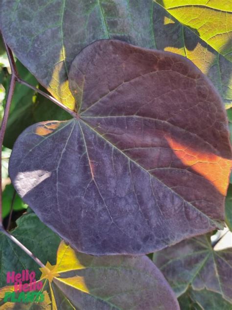 Cercis Ruby Falls Pbr Weeping Redbud Pot Hello Hello Plants