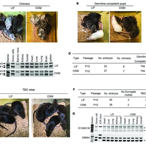 Germline Competence Chimera And Viable Tetraploid Complementation