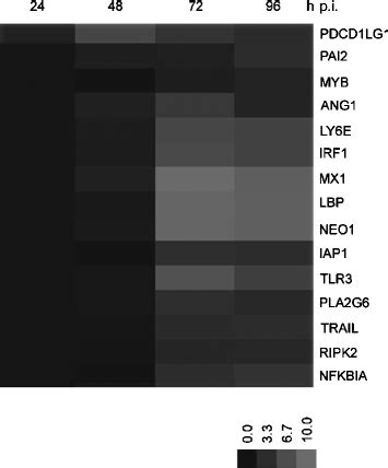 Expression Patterns Of Nf Kb Target Genes A Number Of Nf Kb Target