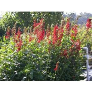 Cardinal Flower – Perennial Flowers – Flowers | Garden Hoard ...