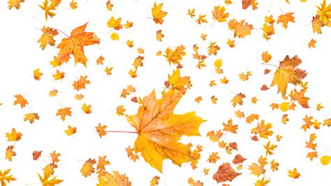 Fall Orange Leaves On White Stock Footage Video (100% Royalty-free ...