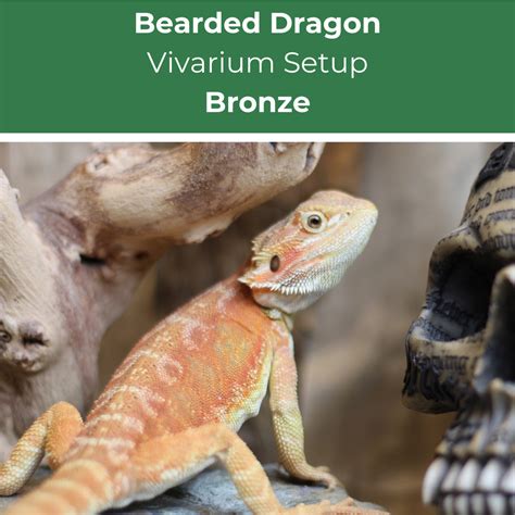 Bearded Dragon Setup - Bronze | Evolution Reptiles