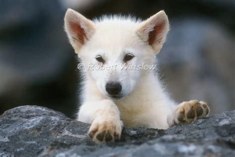 White Wolf : Charming Photos Of Arctic Wolf Pups With Red Flowers