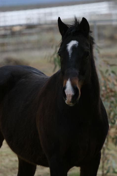 Bay Thoroughbred Gelding at Liberty by HorseStockPhotos on DeviantArt