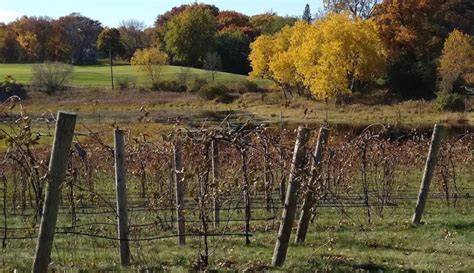 What Comes After Grape Harvest - American Vineyard Magazine