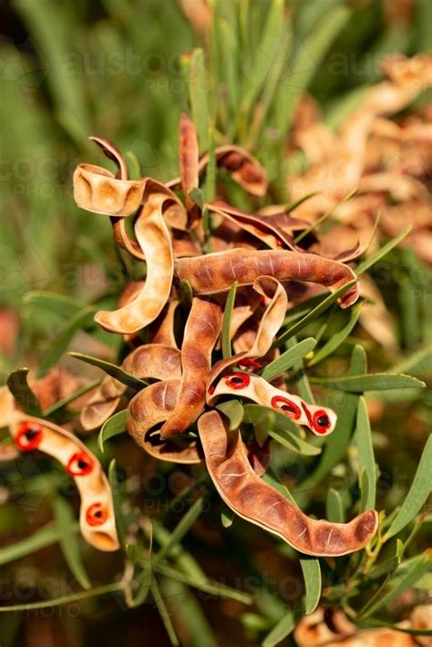 Image of acacia cyclops seedpods open showing bright seeds - Austockphoto