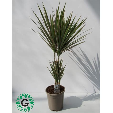 Dracaena Marginata Bicolor Cm Green