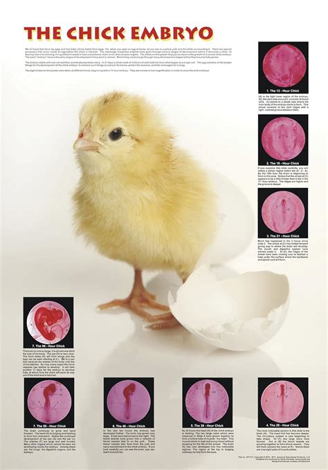 American Educational Chicken Embryo Poster Amazonca Industrial