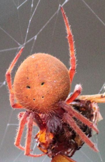 Flesh And Green Orb Weaver Eriophora Ravilla Bugguide Net