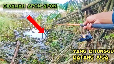 Akhirnya Nongol Juga Ikan Yang Bersembunyi Dibawah Pohon Bambu Ini