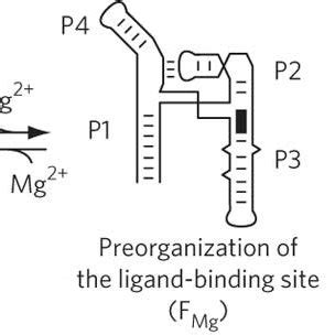 Proposed Folding And Ligand Recognition Mechanism Of The Sam I