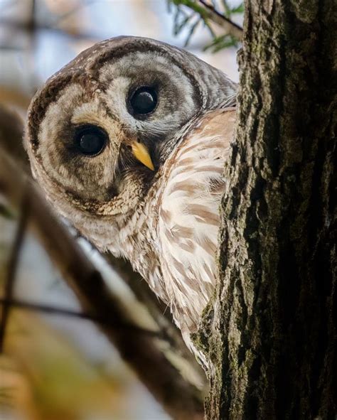 Vance Solseth Nature Photos On Instagram Have You Ever Played Peek