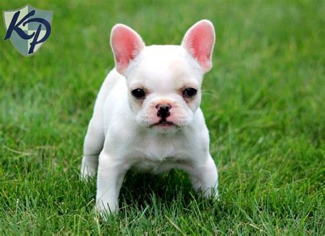 Miniature French Bulldog Breeders | French Bulldog