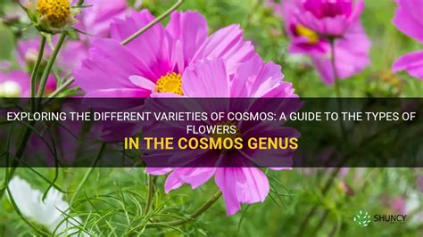 Exploring The Different Varieties Of Cosmos: A Guide To The Types Of Flowers In The Cosmos Genus ...